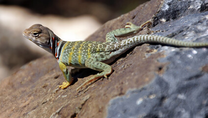 Collared lizard