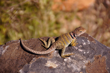 Collared lizard