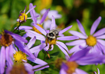 Bee collecting pollen on Alpine Aster