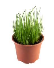 chives harb bright green full pot