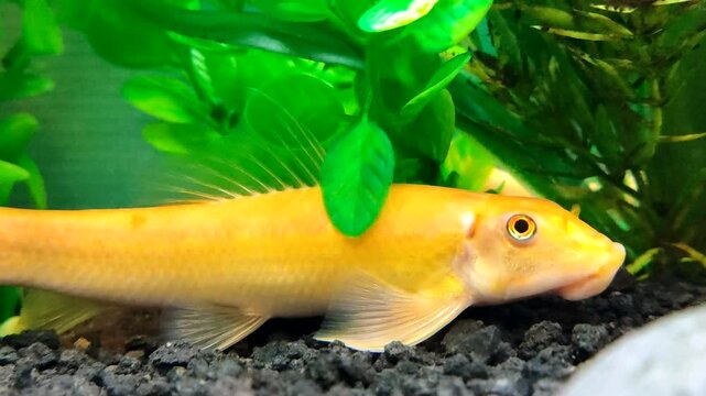 Gyrinocheilus aymonieri is a freshwater fish native to large parts of Southeast Asia in the aquarium.
