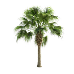 Obraz premium High Resolution Washingtonia Robusta Tree PNG for Download