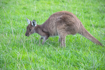 Cute wallaby kangaroo is grazing on a green meadow in Australia, wildlife and beauty in nature