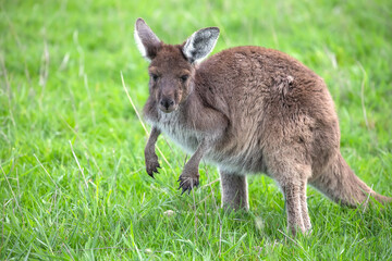 Cute wallaby kangaroo is grazing on a green meadow in Australia, wildlife and beauty in nature