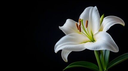 Fototapeta premium Single white lily on a black velvet background, illuminated by soft, diffused light, emphasizing delicate petals and stamen, Macro, Hyperrealism, High contrast