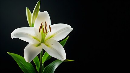 Obraz premium White lily close-up in a dark room with subtle backlighting, emphasizing purity and elegance, Cinematic, High-definition, Deep shadows