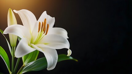 White lily close-up in a dark room with subtle backlighting, emphasizing purity and elegance, Cinematic, High-definition, Deep shadows