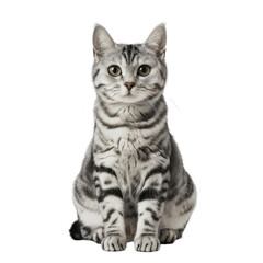 Obraz premium Mischievous American Shorthair Cat Studio Portrait on White Background