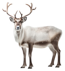 PNG Wildlife animal mammal antler.