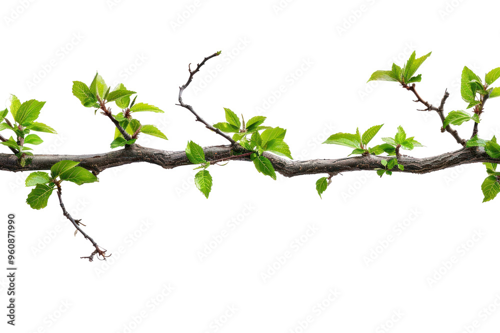 Poster PNG Branch border flower plant tree.