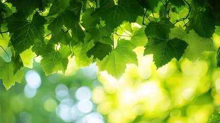 Fototapeta premium Green Leaves Sunlight Bokeh Background Nature