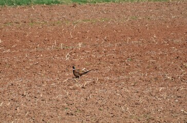 red billed hornbill