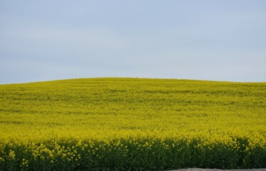 Fototapeta premium Rzepak