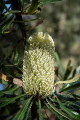 Banksia - Plants of the Australian National Botanic Gardens