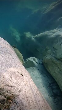 Fisch in Maggia, Ponte Brolla, Tauchen