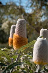 Banksia - Plants of the Australian National Botanic Gardens