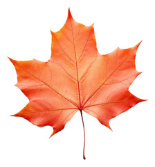 PNG Fall maple leaf plant tree white background.