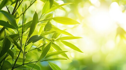 Green Leaves Sunlight Bokeh Natural Background