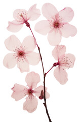 Fototapeta premium PNG Real Pressed pink cherry blossom flower petal plant.