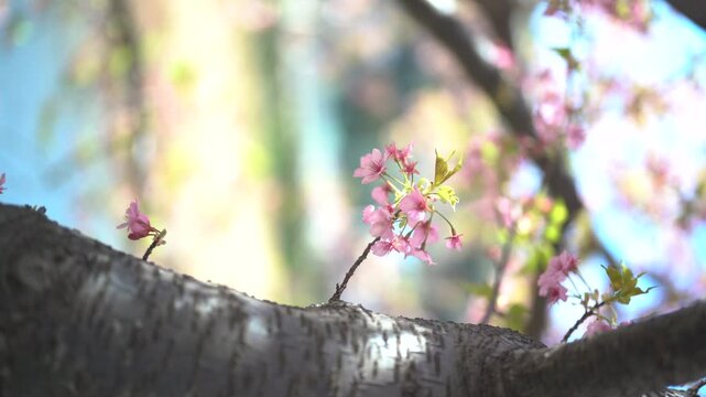 Flower with Pink Cherry Bloosom in Autumn Japon