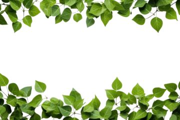 PNG Green leaves backgrounds plant shape.