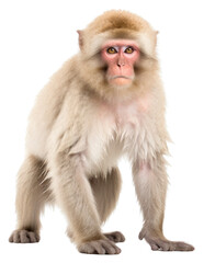 Fototapeta premium PNG Wildlife monkey mammal animal.