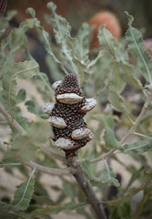 Banksia - Plants of the Australian National Botanic Gardens