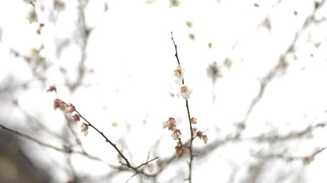 Flower with Pink Cherry Bloosom in Autumn Japon