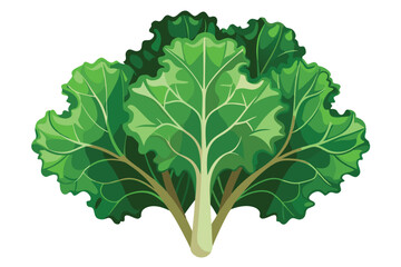 Kale vector illustration isolated in white background