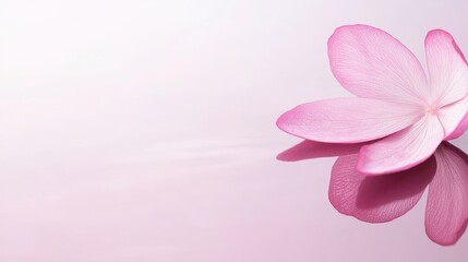 Delicate Pink Flower Petal with Reflection on White Background