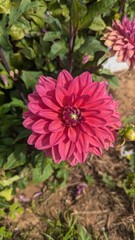 Fototapeta premium Dahlia 