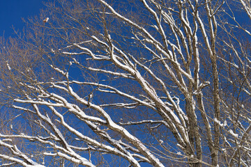 北海道 真冬の雪景色