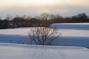 北海道 真冬の雪景色