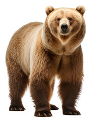 Obraz premium PNG Bear bear wildlife mammal.