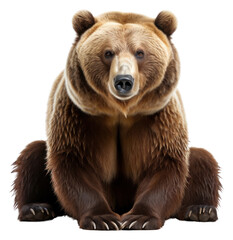 Fototapeta premium PNG Bear bear wildlife mammal.