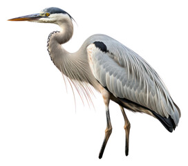 Obraz premium PNG River Heron heron animal.