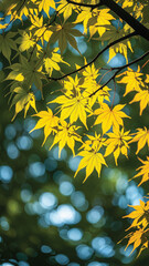 Brightly colored maple leaves in vibrant shades of red and orange fill the frame against a soft, blurred background.