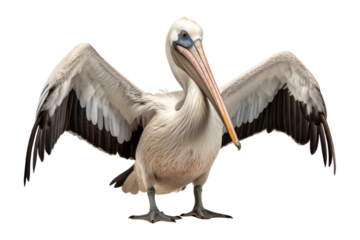 PNG Pelican animal bird beak.