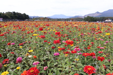 ヒャクニチソウ（百日草）