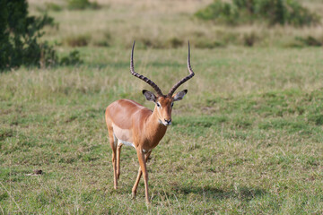 Impala