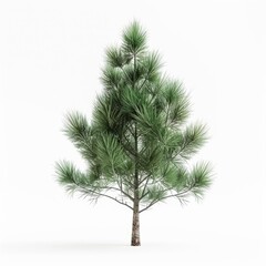 Lush Green Pine Tree Isolated on White Background - Perfect for Nature, Holiday, and Seasonal Designs