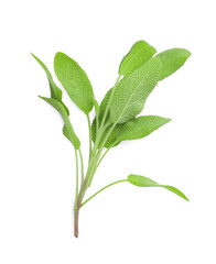 Branch of sage plant with green leaves isolated on white, top view