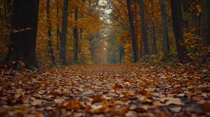 Obraz premium Tranquil autumn pathway covered in fallen leaves in a serene forest.