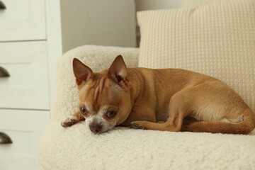 Cute Chihuahua dog lying on armchair at home