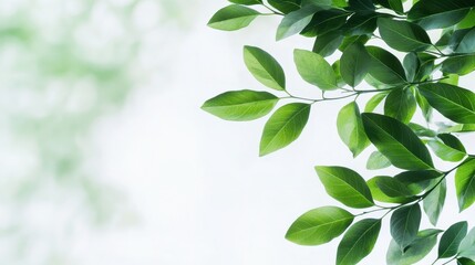 Green Leaves Branch on White Background