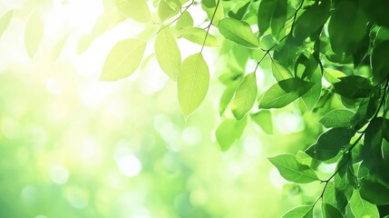 Obraz premium Green Leaves on Branch with Sunbeam and Bokeh Background