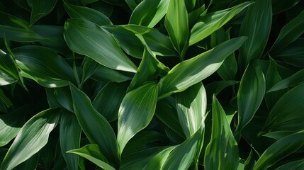 Fototapeta premium Lush Green Foliage Background Texture Abstract Nature Pattern