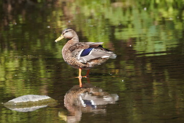 Mallard Duck