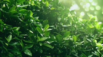 Lush Green Leaves with Sunlight Bokeh Background
