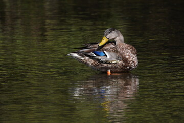 Mallard Duck